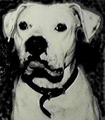 WOOF!