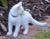 ^rad^'s__cat